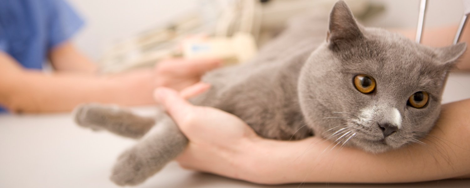 Кошка на обследовании